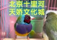 北京花鸟鱼虫(花鸟鱼虫网上交易平台)