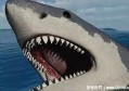 鲨鱼的祖先是什么(鲨鱼的祖先是巨齿鲨吗)