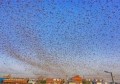 印度城市遭大量蝗虫入侵的简单介绍
