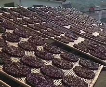 紫菜产地(中国最好的紫菜产地)